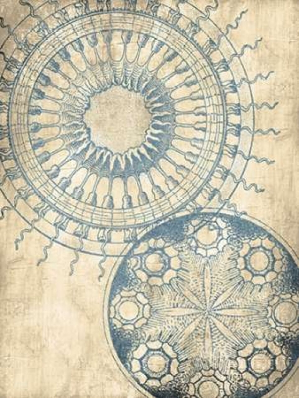 Coastal Patterns Cream Mate Poster Print by Jace Grey - Item # VARPDXJGRC204B4